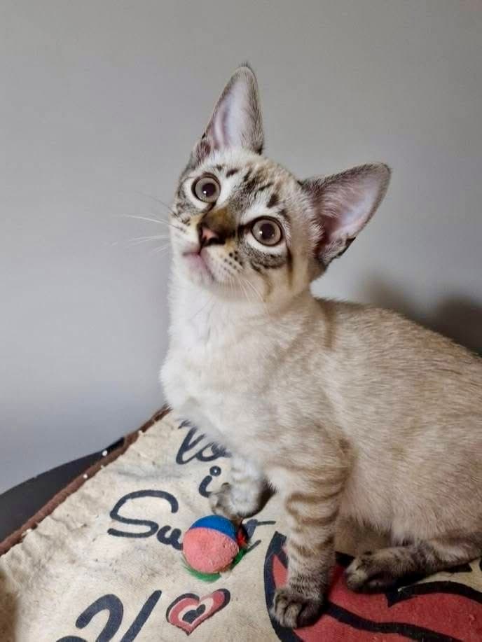 Del miedo a la esperanza 💕🐱