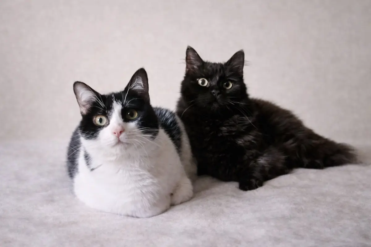 Pin und Pon: zwei Geschwister, ein Herz, das ein Zuhause sucht