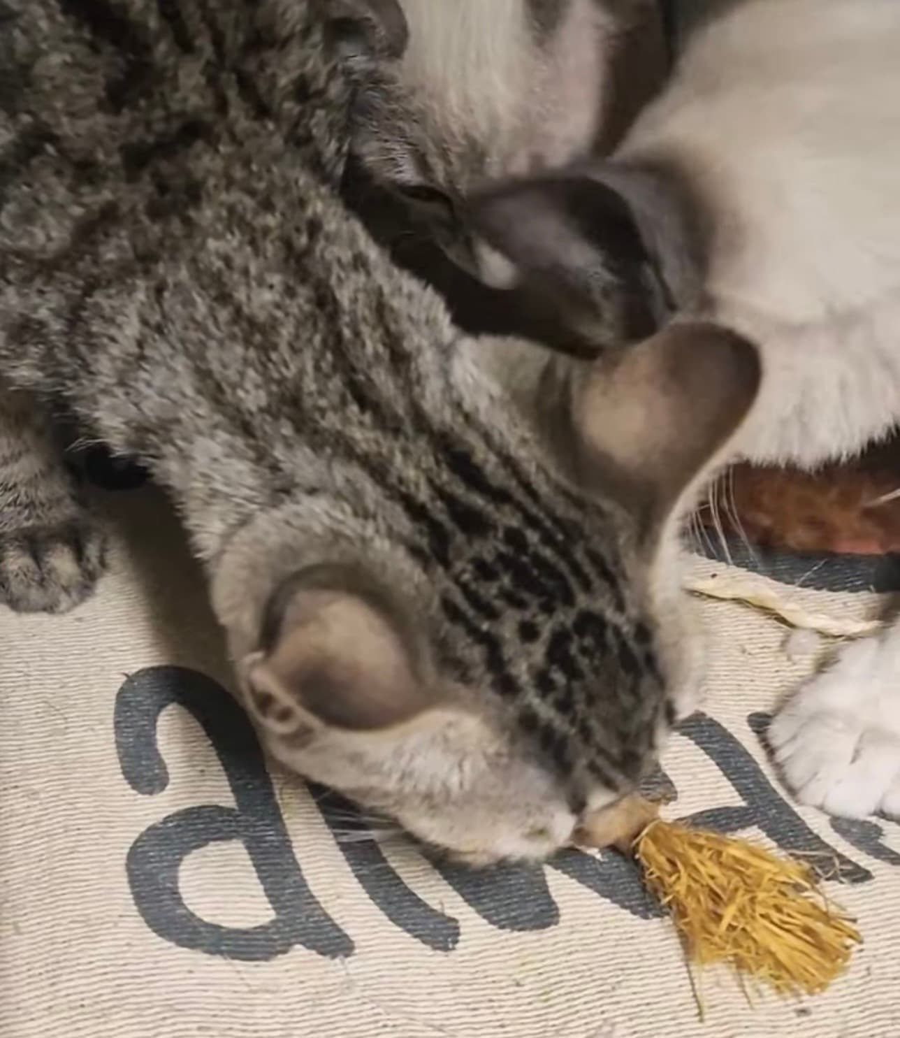 Vier kleintjes op zoek naar hun grote kans