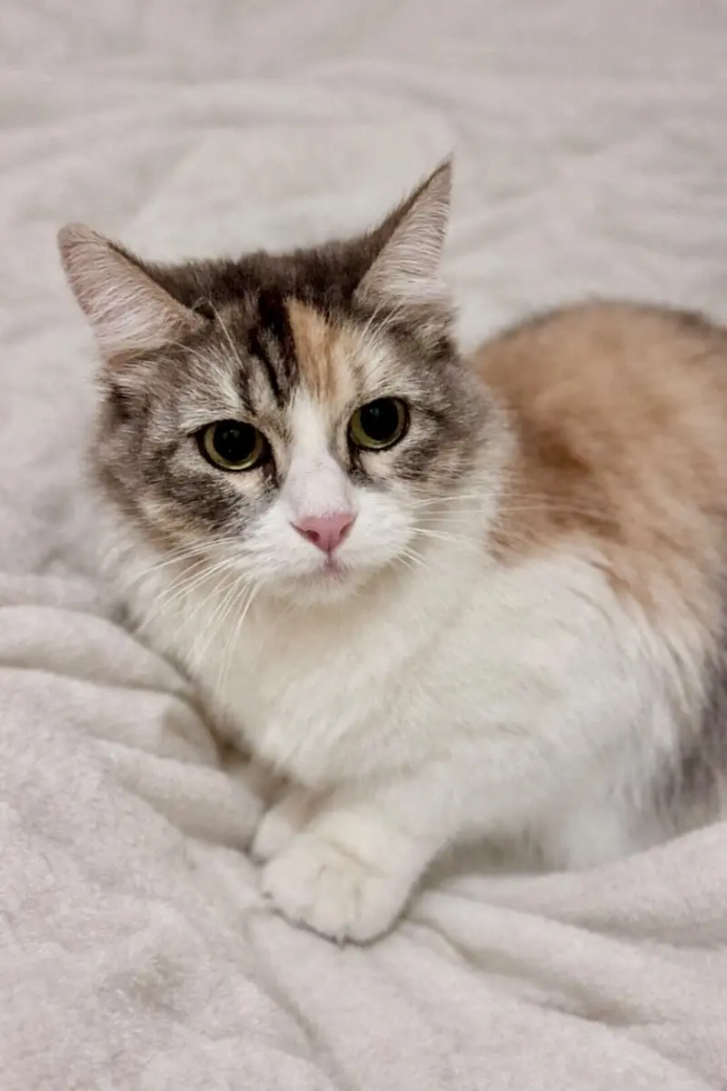 🐾 Minnie: de gatita asustada a pequeña guerrera llena de amor