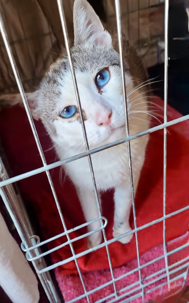 Blue: der Überlebende mit den blauen Augen, der eine zweite Chance verdient 💙🐱