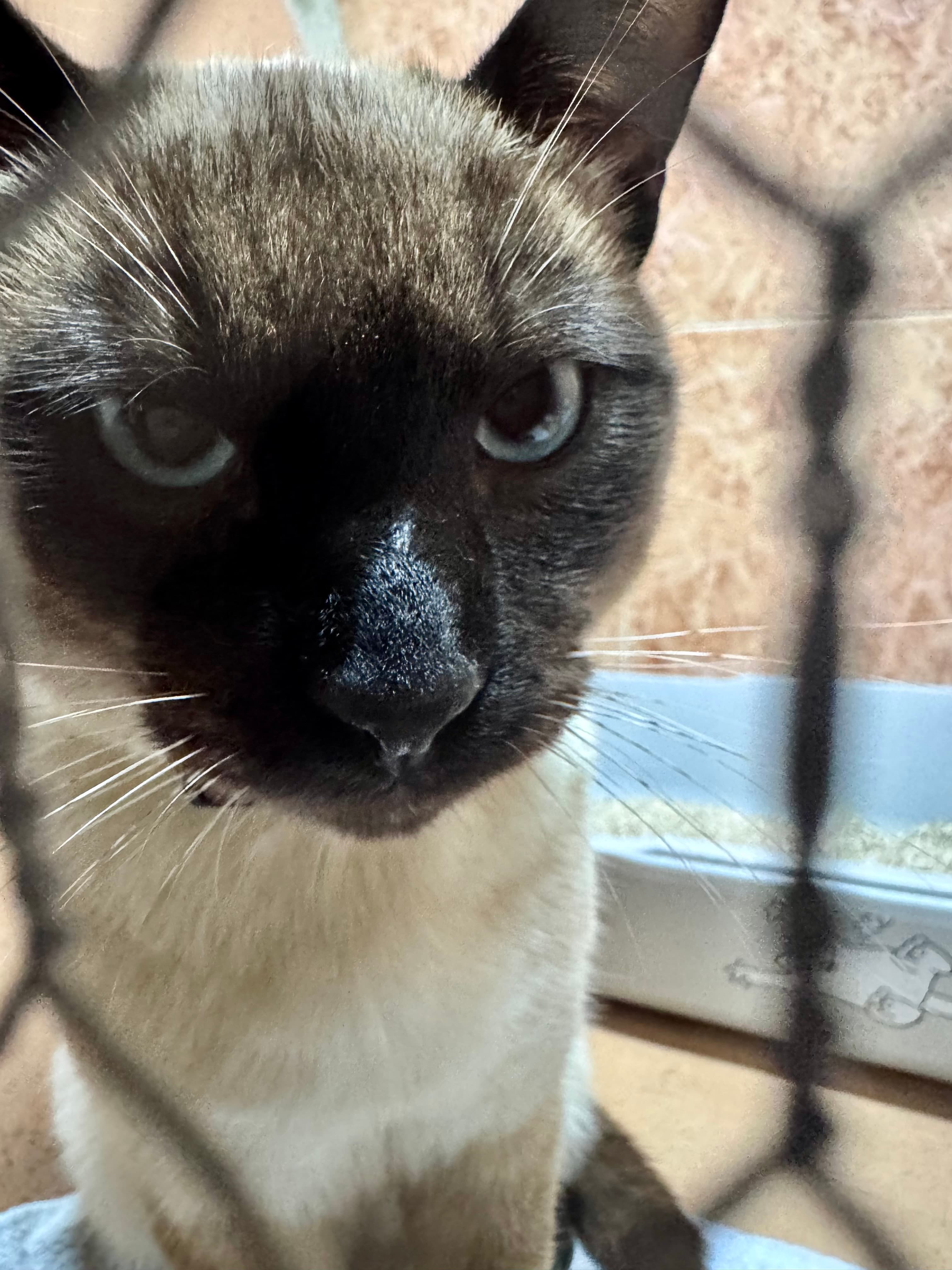 Phoenix, el siamés que solo quiere cariño y un hogar 💙🐾