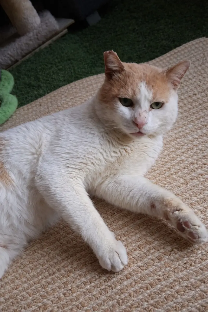 Emilio Aragón, an expert in purring, is looking for a family ❤️