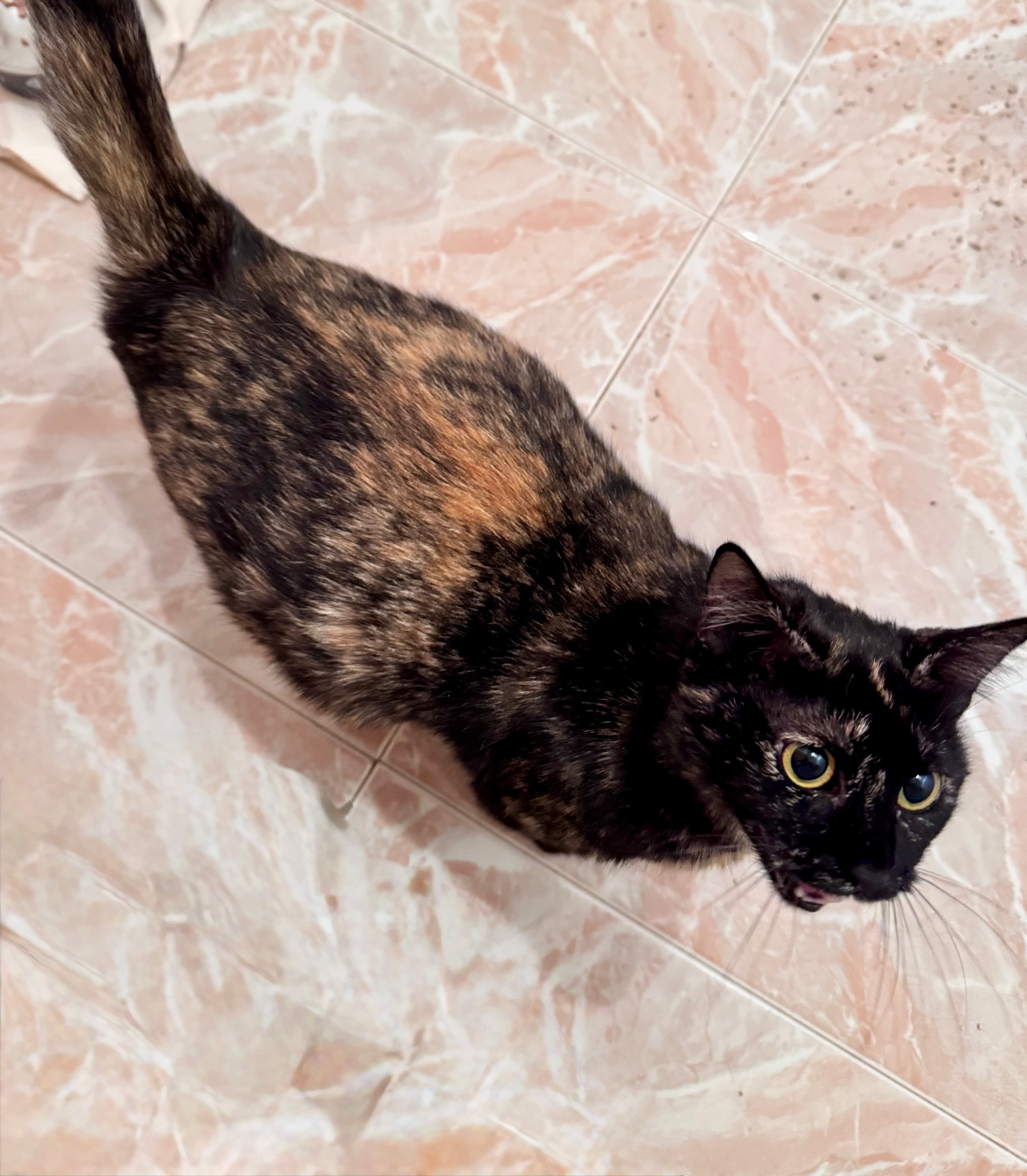 Onze koningin Dubai is nu mama van zes! 🐱✨