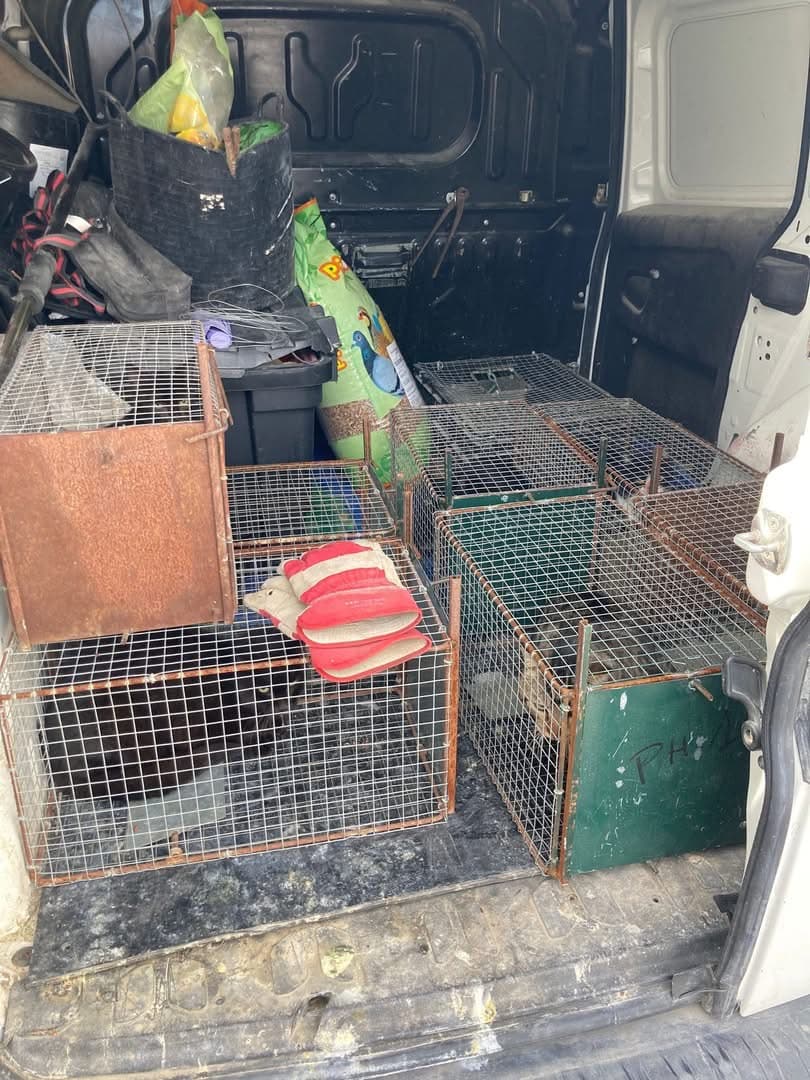 Indignare în Alfàs del Pi: 19 pisici dispar dintr-o colonie protejată!