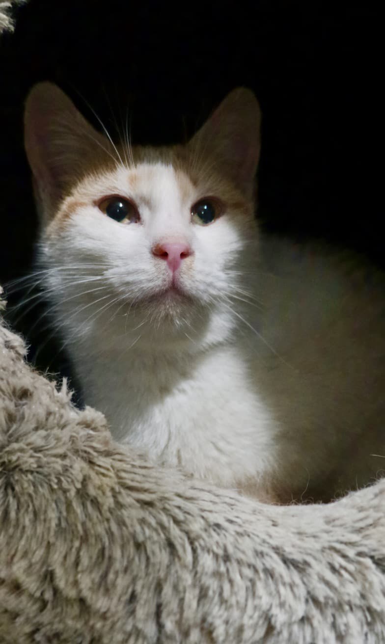 ✨🐱 Cunoaște-o pe Bimba: noua noastră regină a mângâierilor