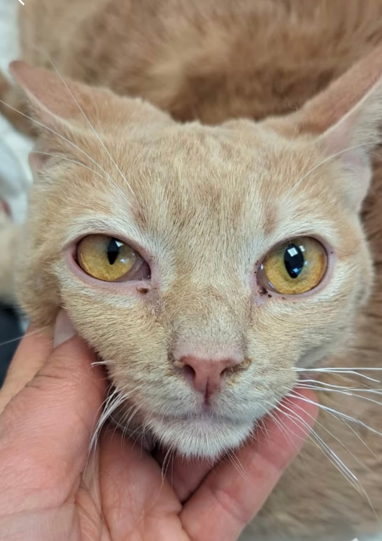 🐱💔 URGENT: Raphaela luptă și are nevoie de noi mai mult ca niciodată