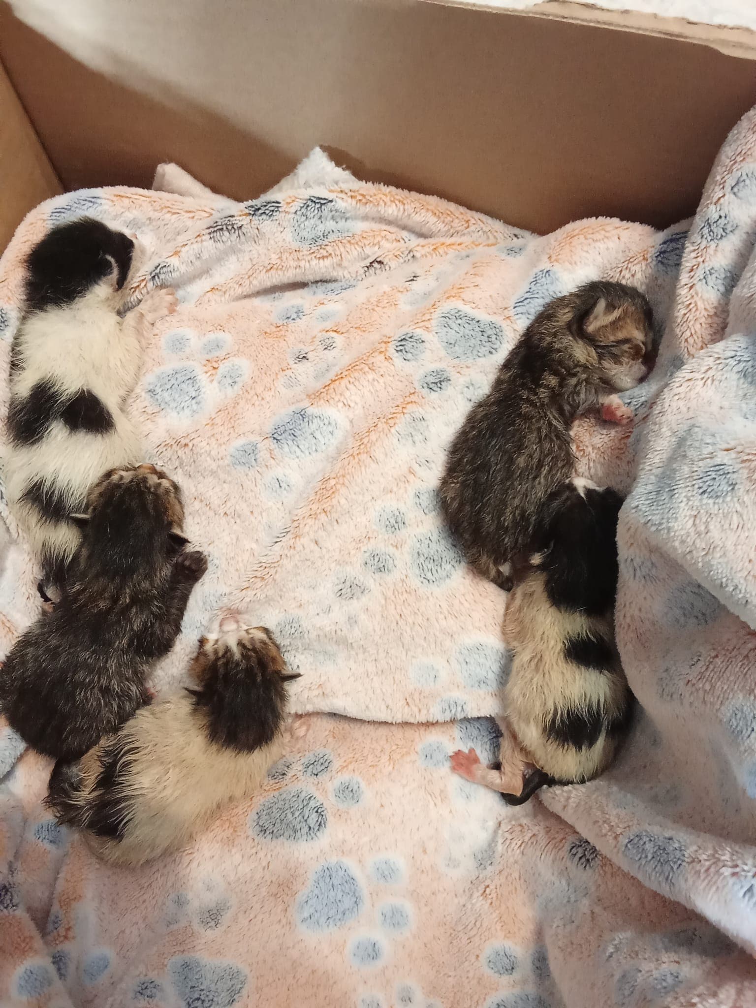 Vier kleine Leben, früher allein, jetzt umgeben von Liebe