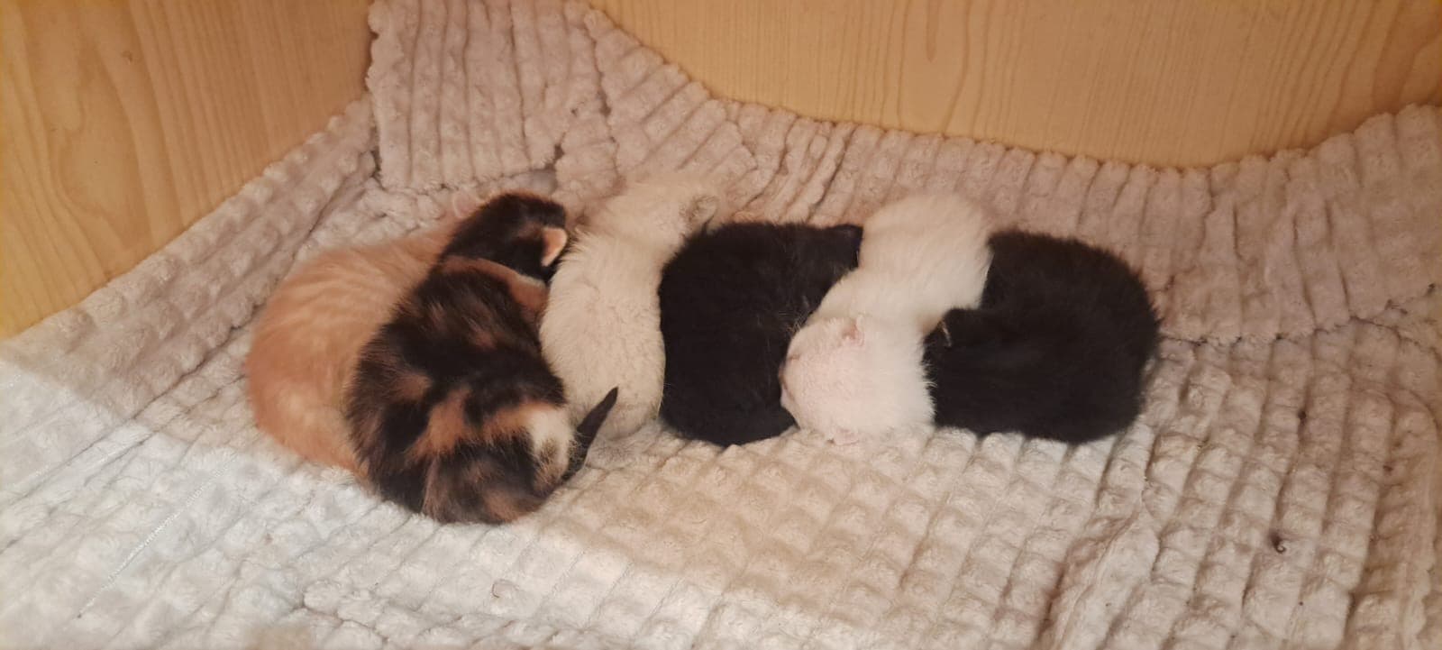 🐱💕 ¡Los bebés de Dubai crecen sanos y fuertes!