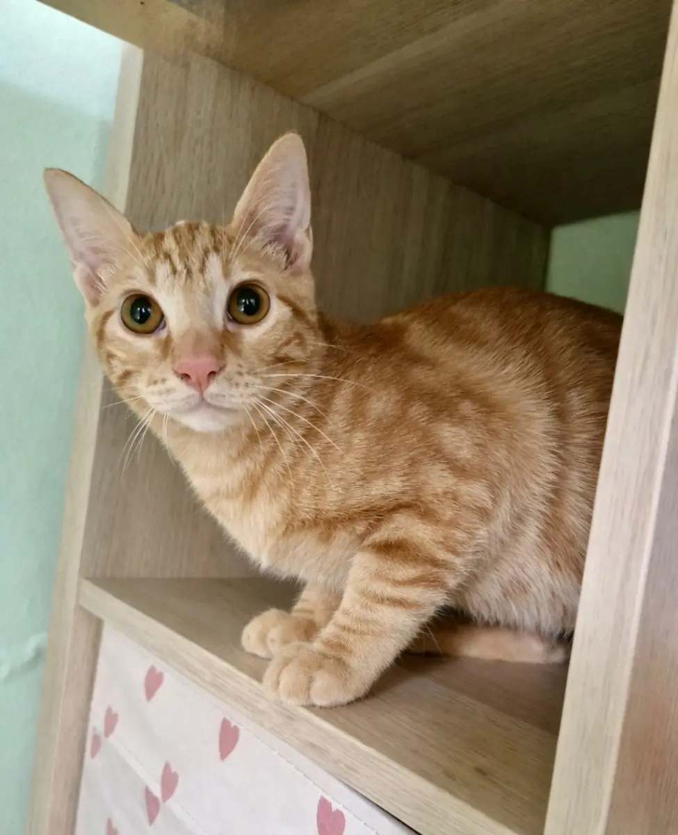 Bingo: 10 months waiting for his chance 🧡