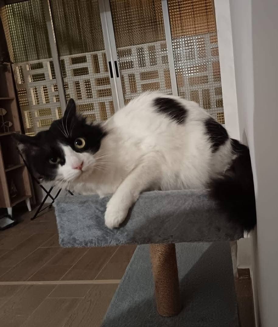 🐾 Urgent: A Loving Home for This 3-Year-Old Cat 💕