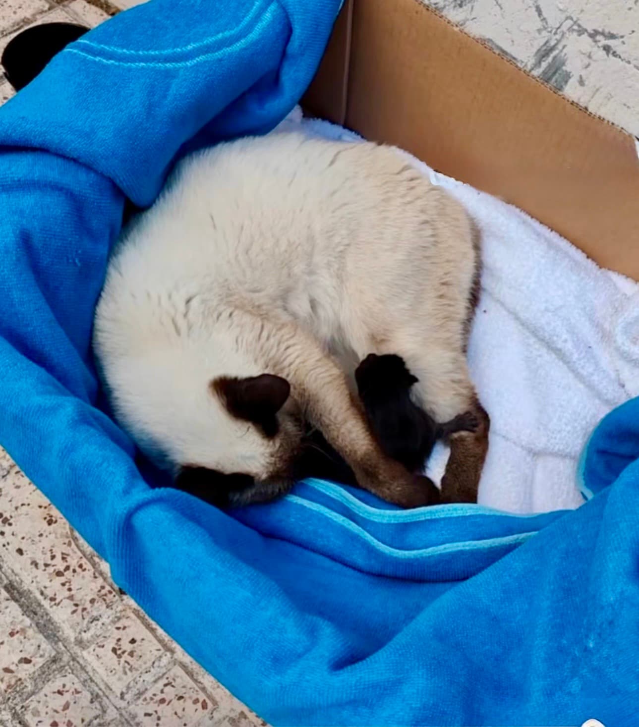 April begint met liefdevolle reddingen bij Cats Club Benidorm 🐾