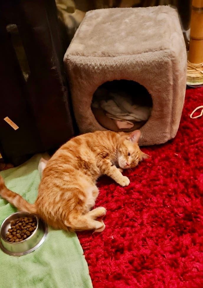 Actualizare despre Raphaela: evoluție foarte pozitivă 🐾