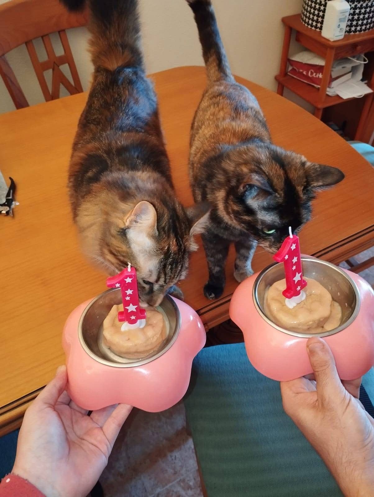 🎉 Un año de amor: el primer cumpleaños de dos hermanitas inseparables 🐾