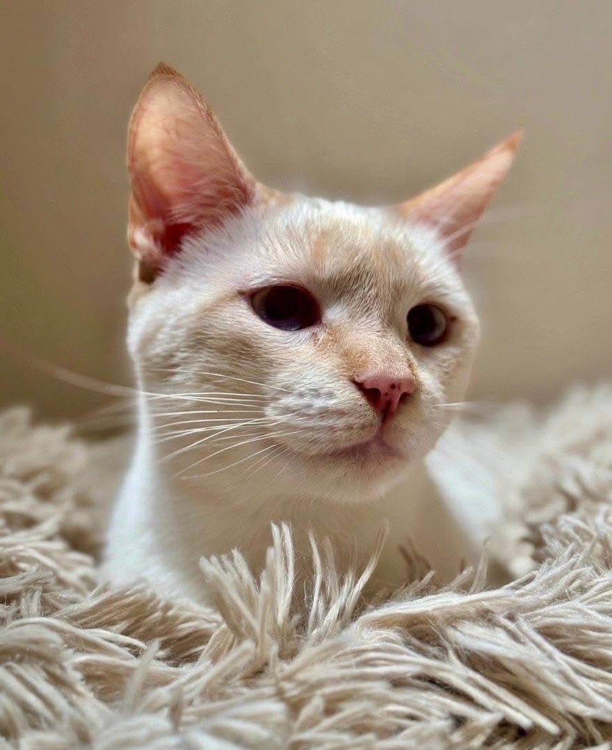 Bimba is looking for her happy ending 🏡❤️