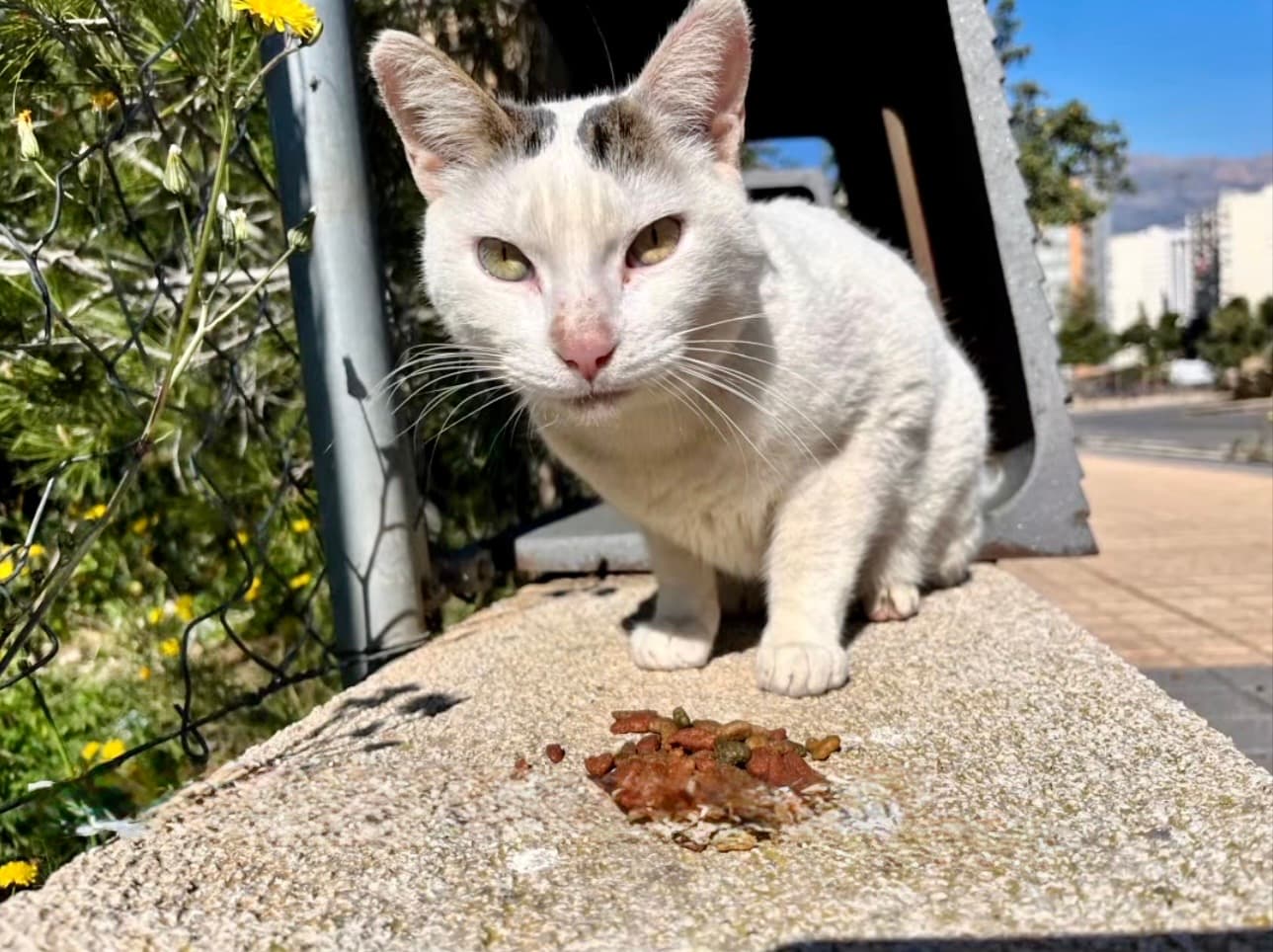 🆘 Bo necesita una oportunidad para vivir