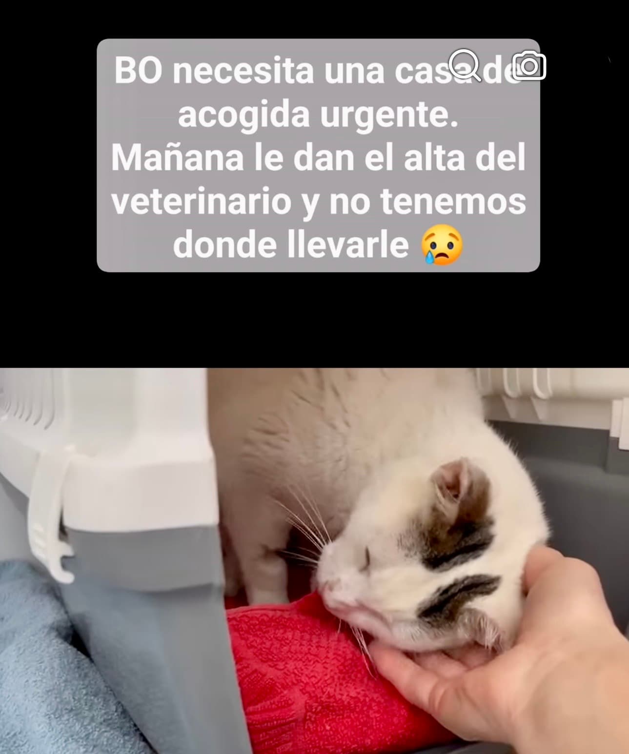 Bo sale de la clínica y necesita un hogar de acogida urgente 💛