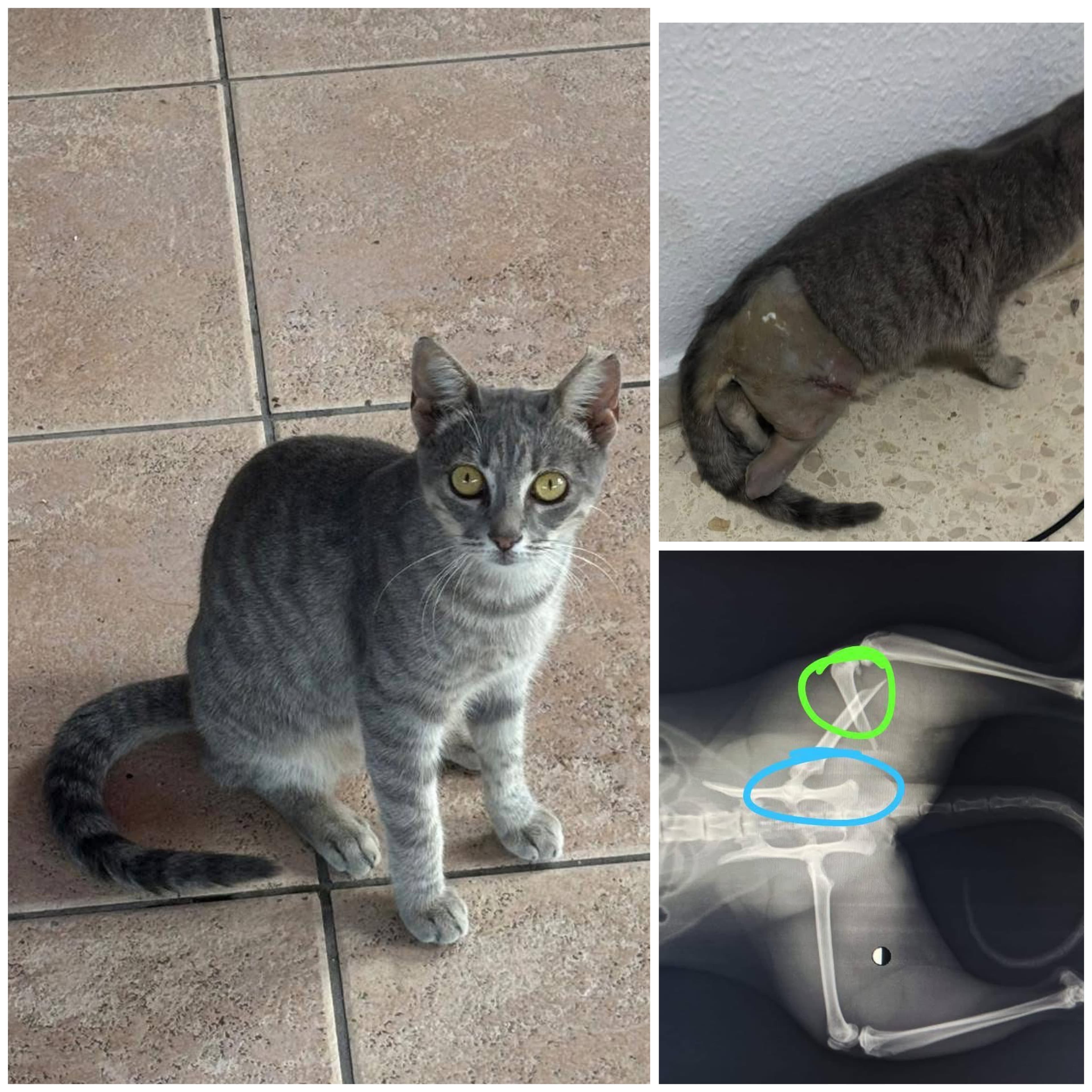 MAMA, una superviviente, busca su hogar definitivo ❤️