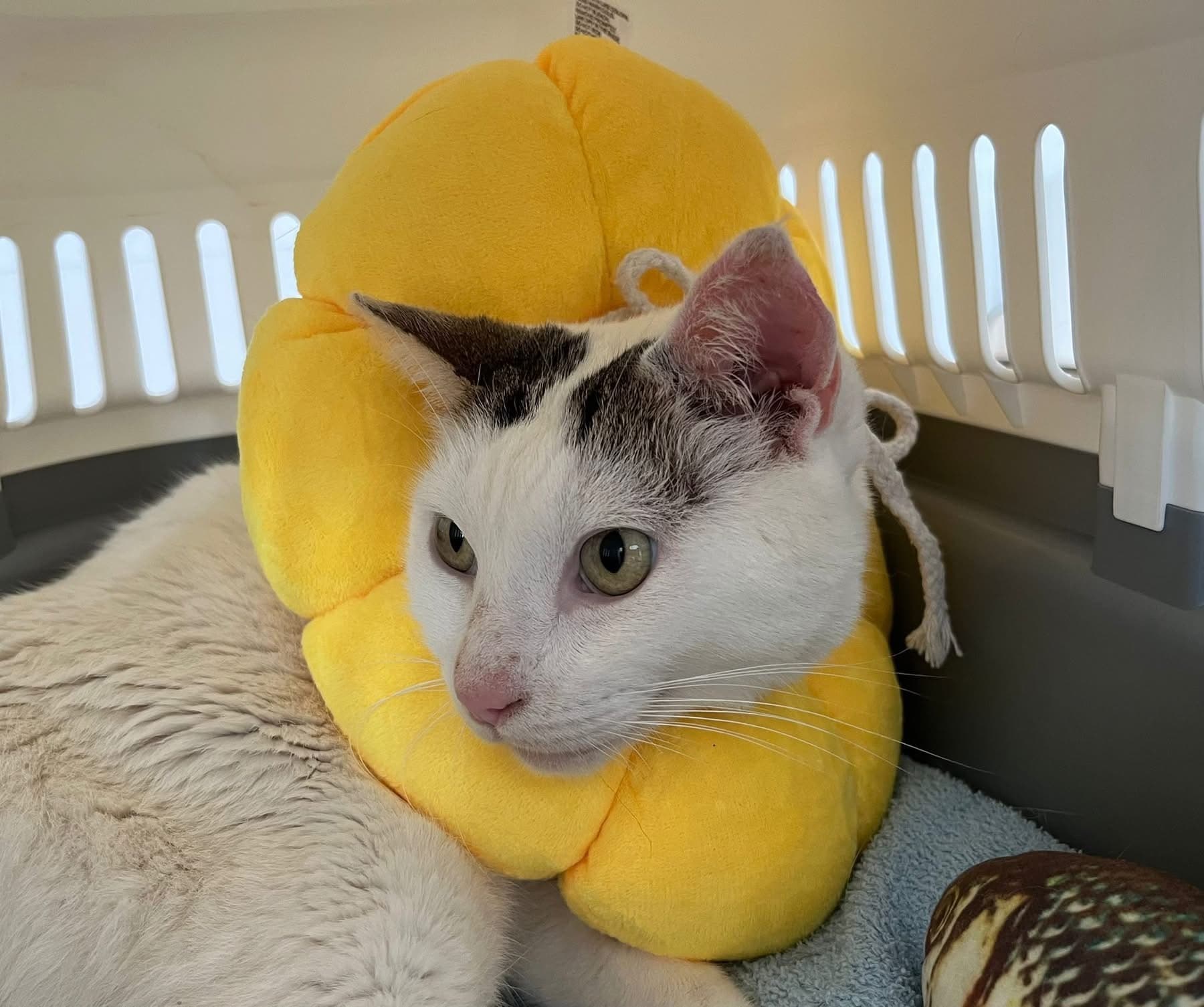 El milagro de Bo: ya está a salvo en su hogar de acogida 💛