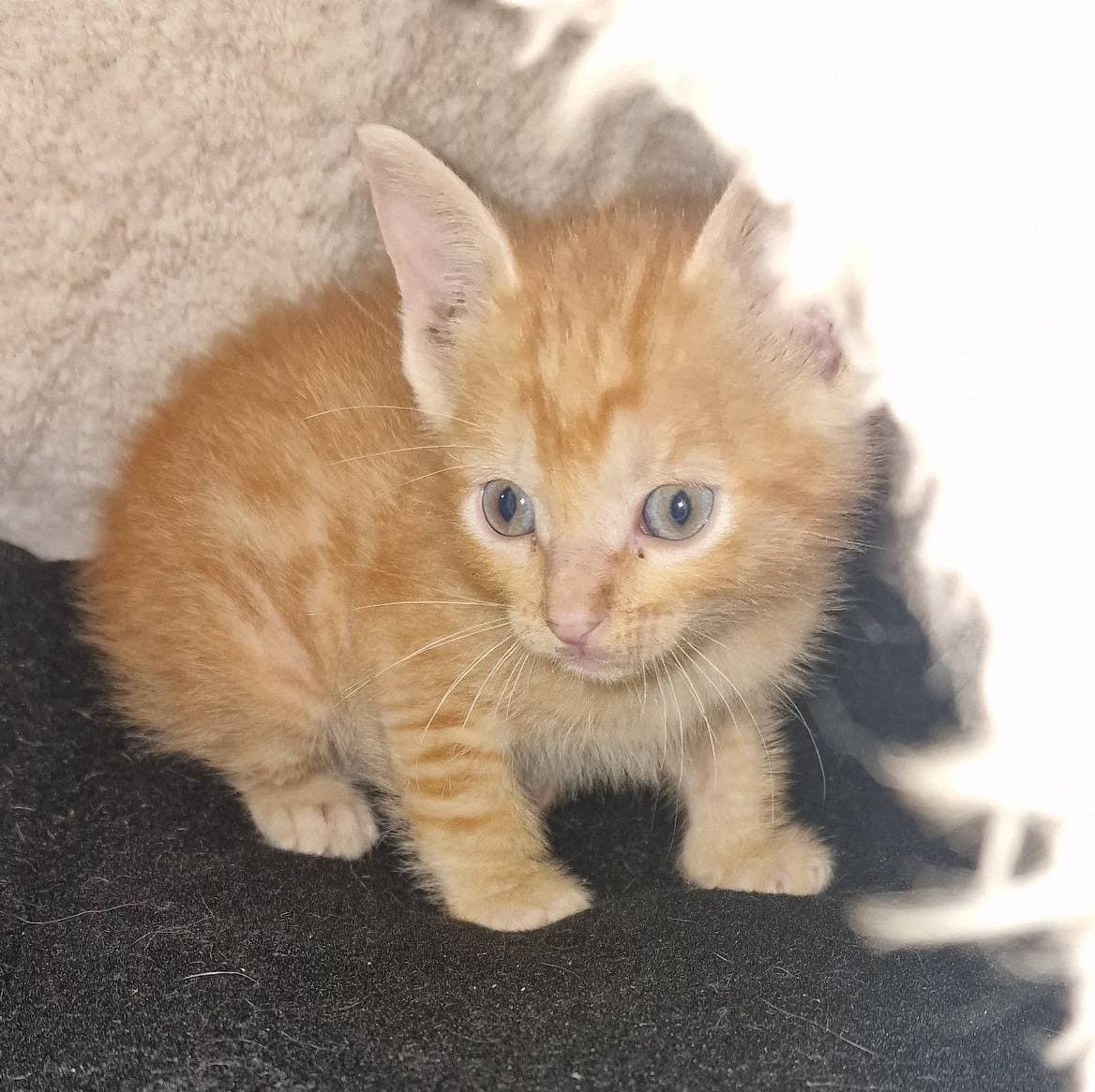 🐾✨ New Arrival: Popeye, a little fighter with a big heart ✨🐾