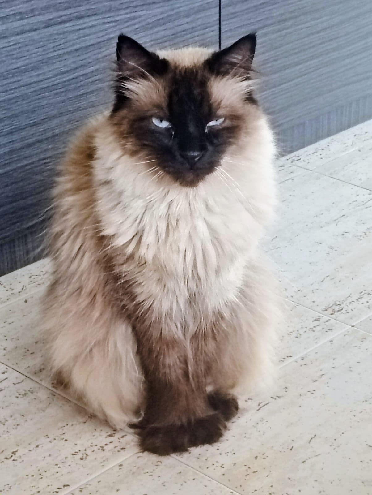 ♥️🐾 Sehr dringend! Eine bezaubernde Katze sucht ein Zuhause 🐾♥️