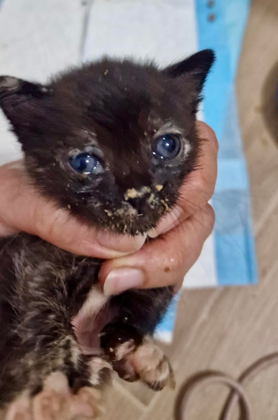 🐾☕ Redden van Chai: van gevaar in het veld naar een veilige plek ☕🐾