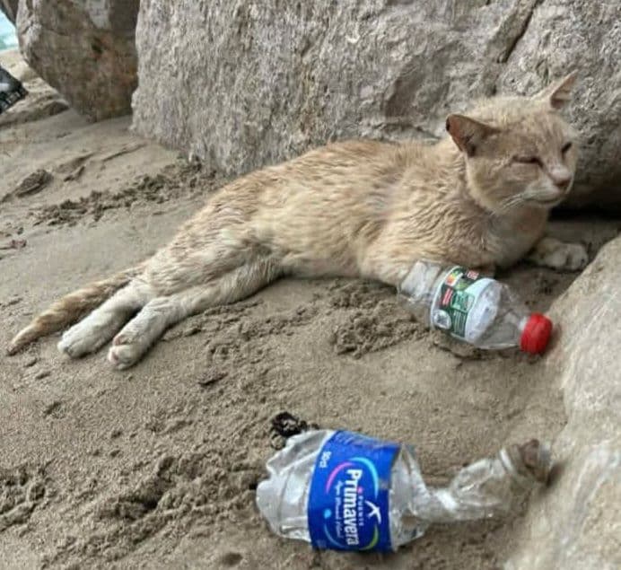 💔🐾 Una despedida necesaria en Benidorm 🐾💔