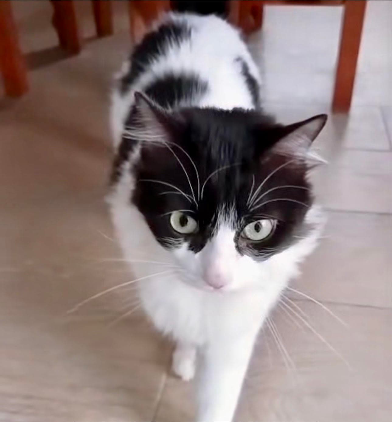 🐾❤️ Jagger continuă să aștepte casa ideală ❤️🐾