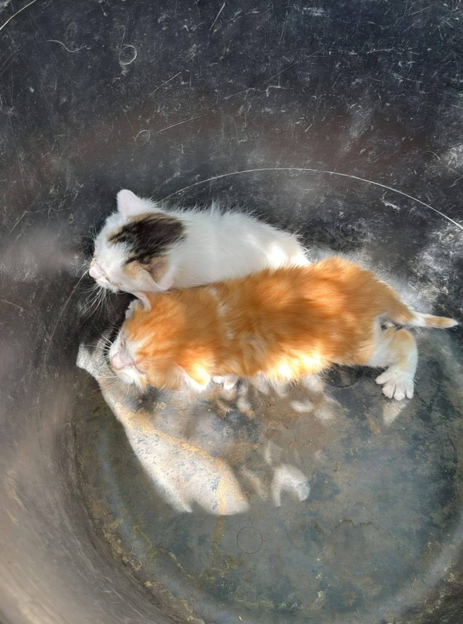 🚨🐾 So ist die Realität der Tierrettung 🐾🚨