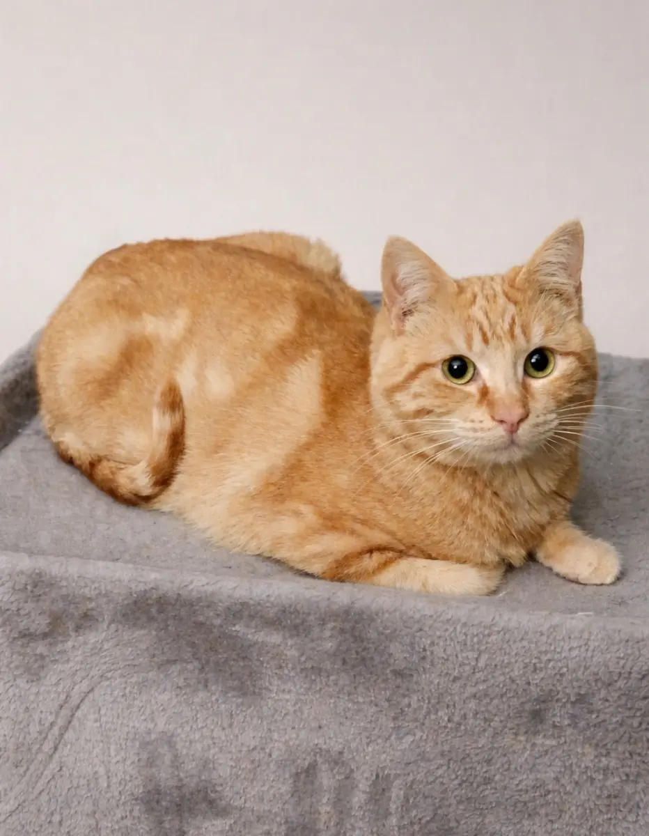 🐾💛 Connor: ein kleiner Kämpfer, der seine Chance verdient 💛🐾