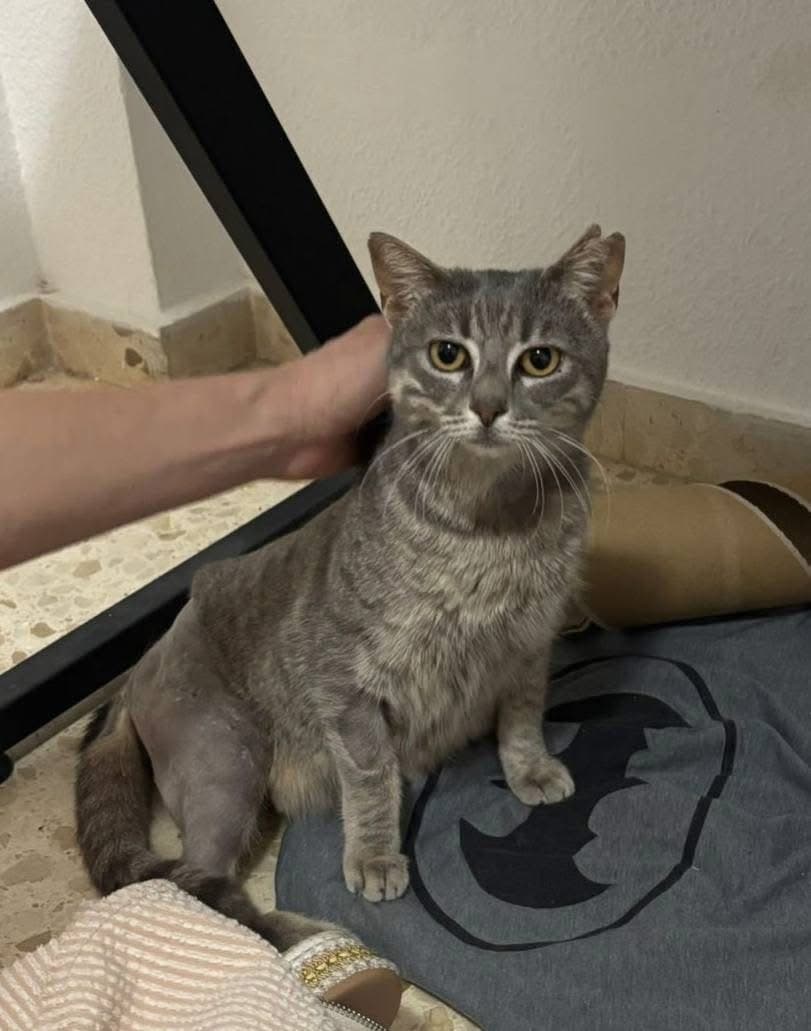 🐾 Mami caută finalul fericit pe care îl merită atât de mult