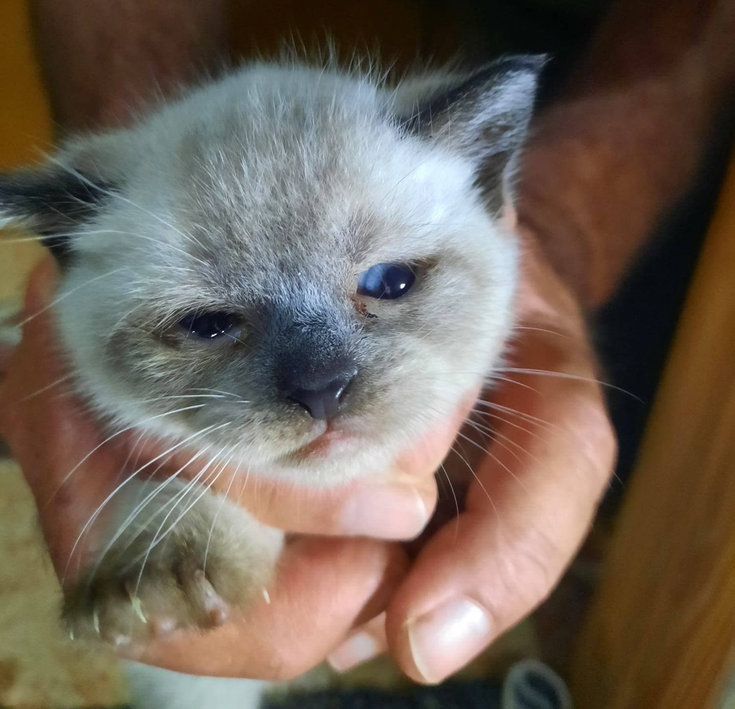 Una acogida que lo cambió todo: Lana y sus bebés