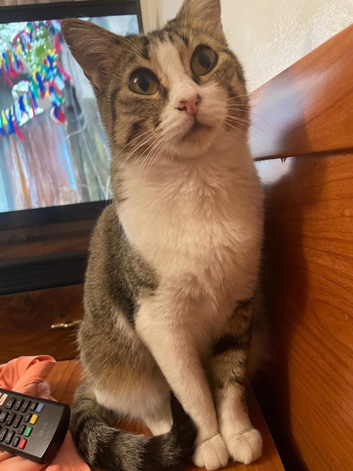 Geef deze verlegen kitten een tweede kans 🐾
