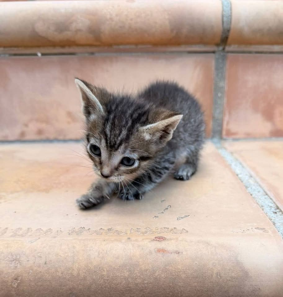 ❤️ Dieses kleine Wesen braucht dringend ein Zuhause
