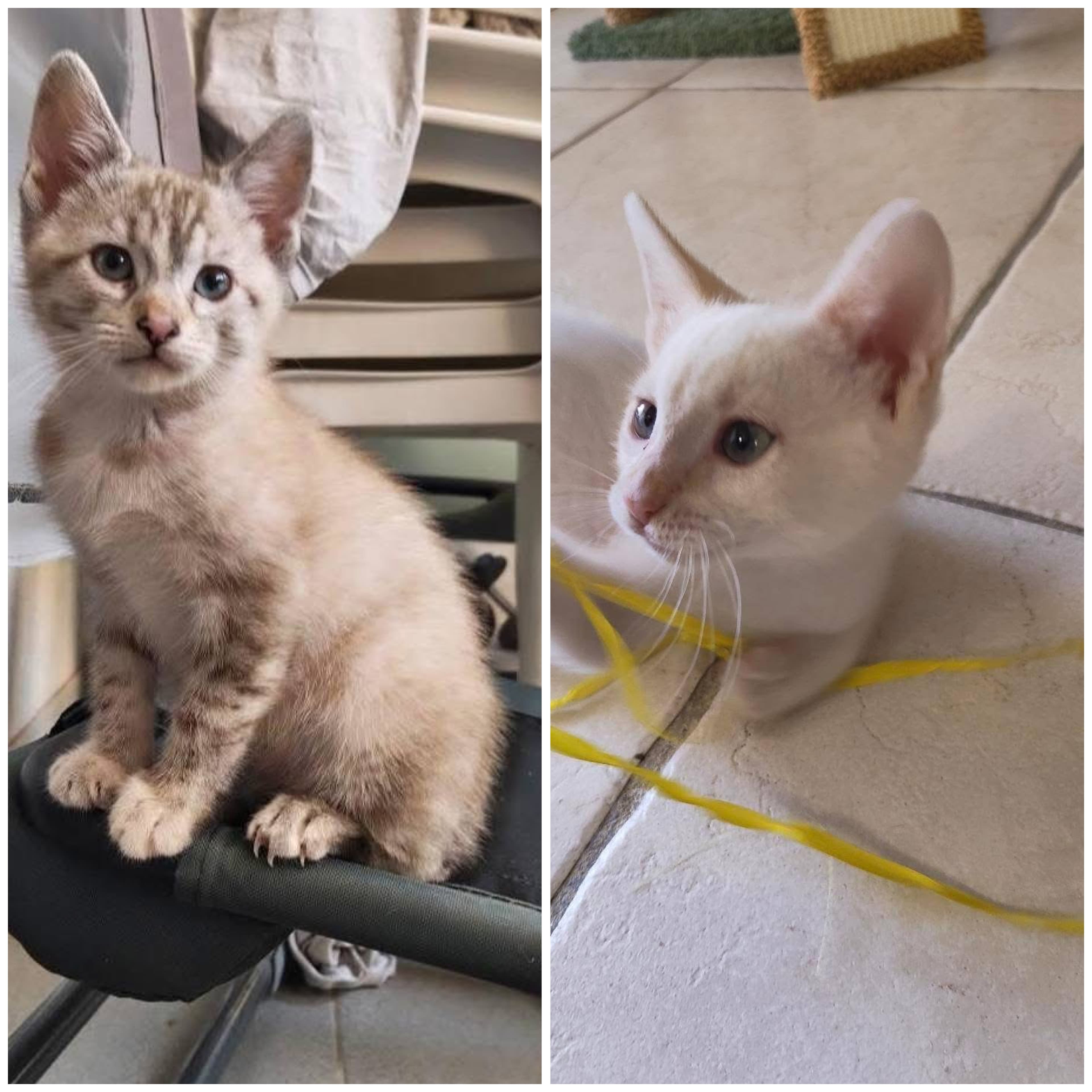 ta și Paloma caută o casă pentru totdeauna 🐾