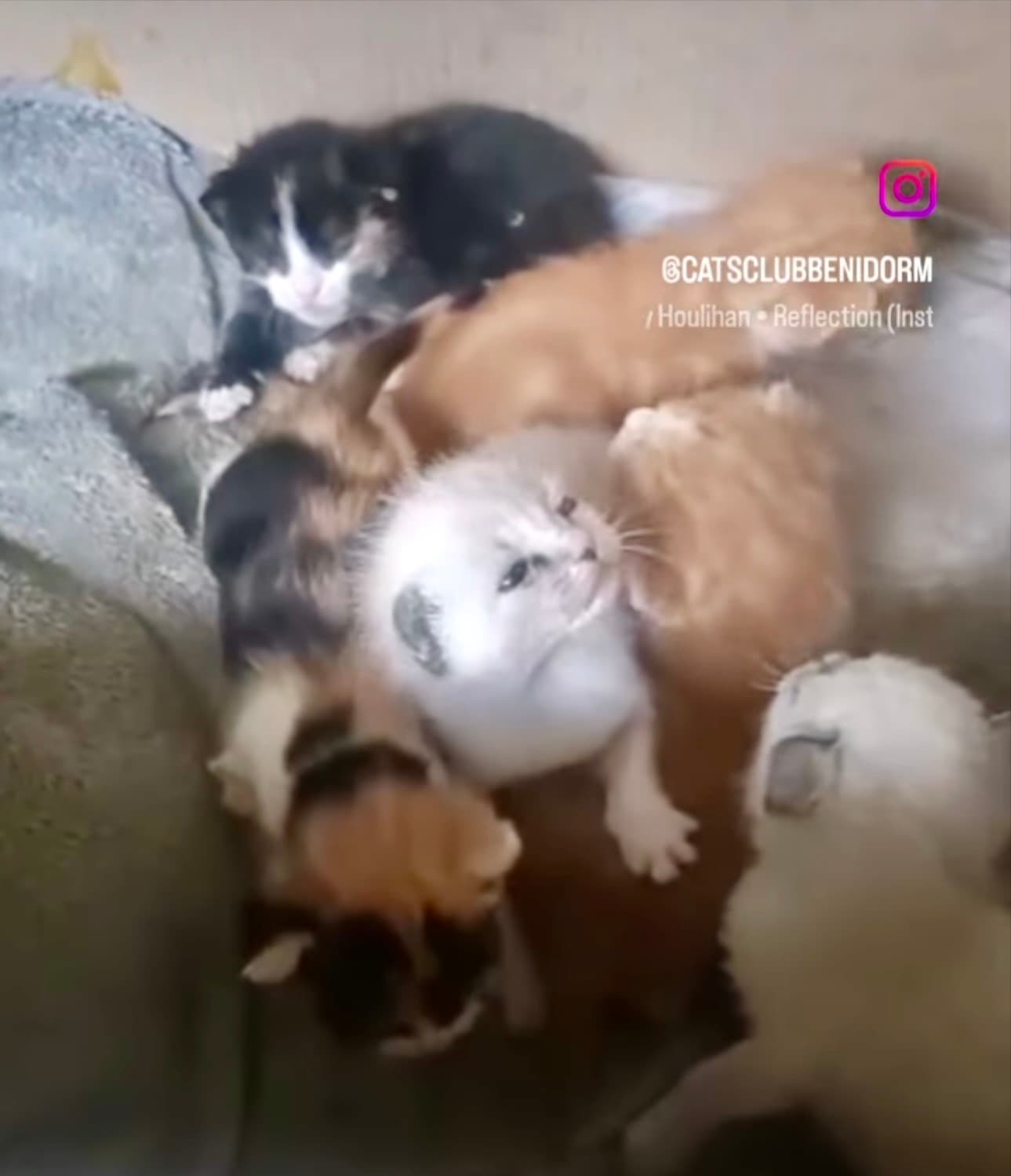 Die 6 Geschwister wachsen stark und glücklich auf 💕