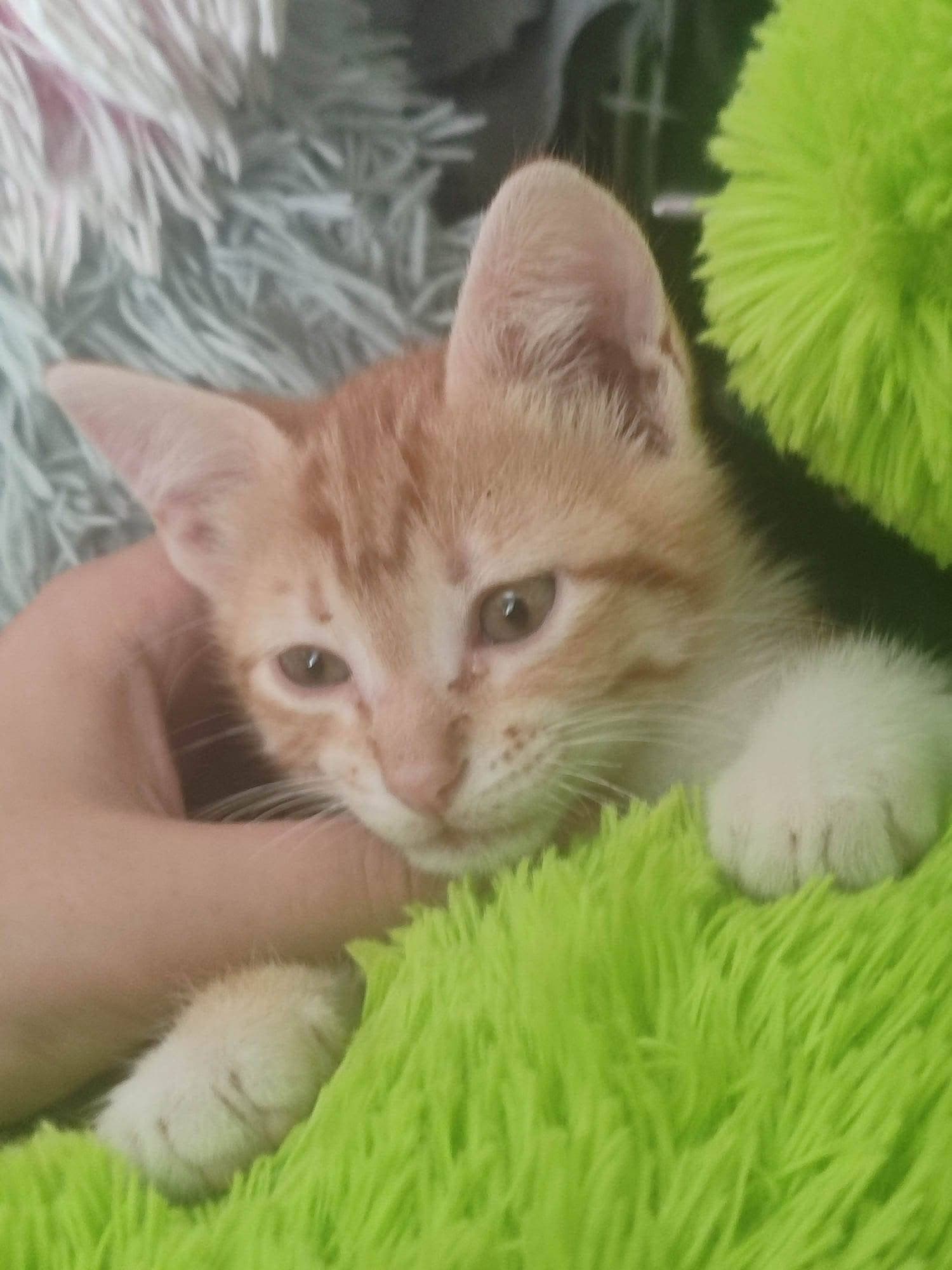 O inimă mică caută o casă pentru totdeauna 🐱