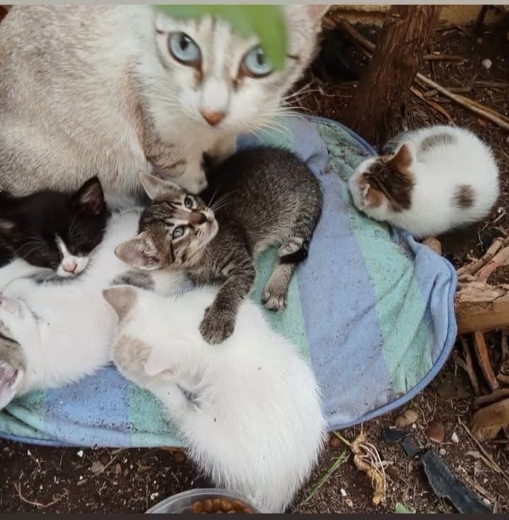 Dringend: 4 Geschwisterchen benötigen ein Zuhause 🆘🐾
