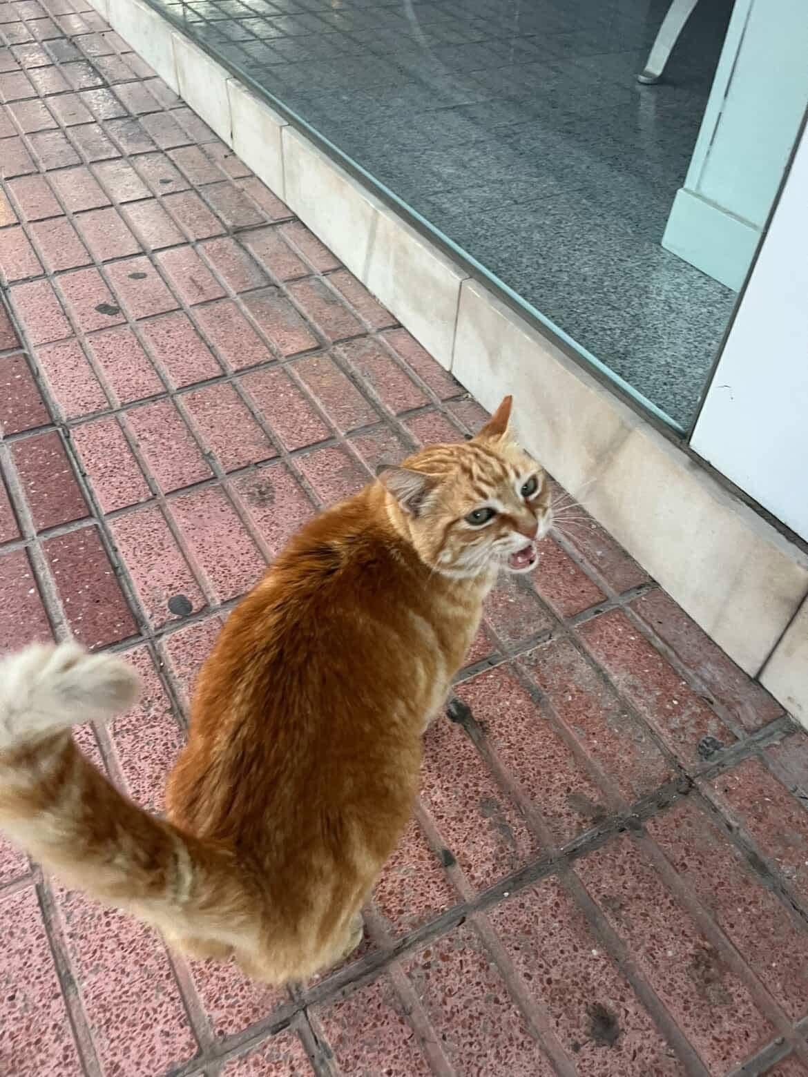 Suchst du diese Katze in Alfaz del Pi? 🐾