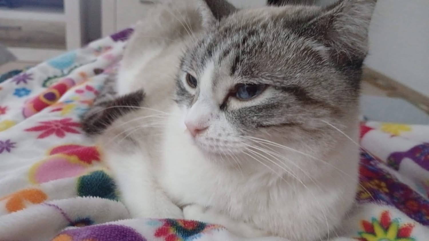 Nala is looking for a loving home 🐾