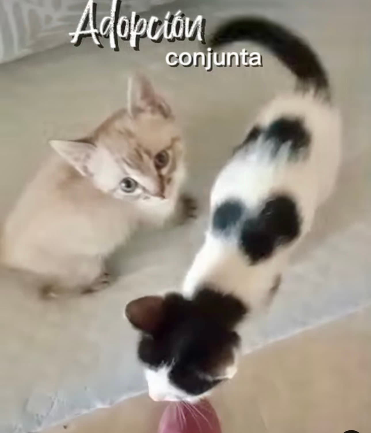 Dos corazones inseparables buscan hogar 💕🐱🐱