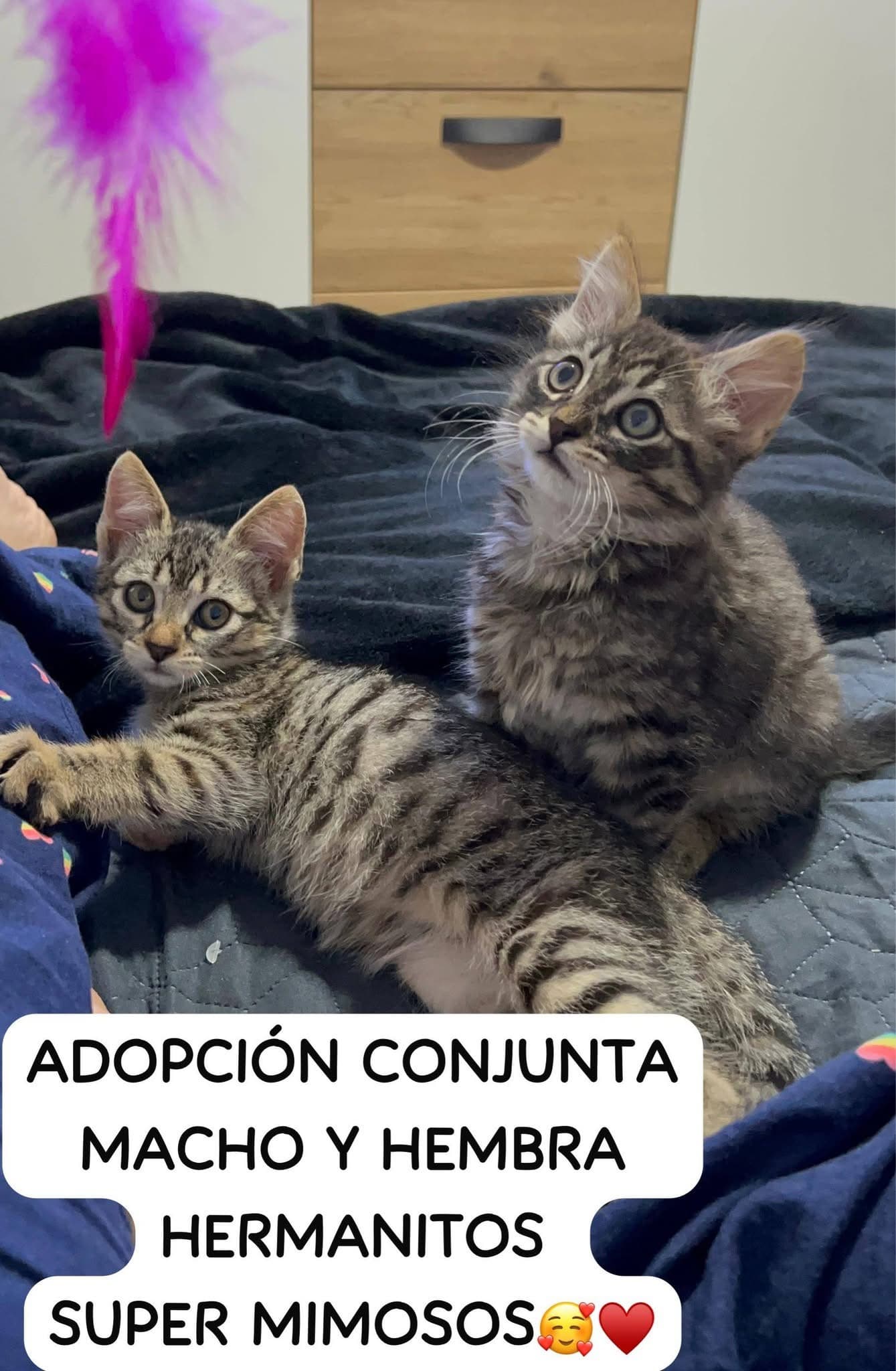 From the street to a second chance ❤️🐱🐱