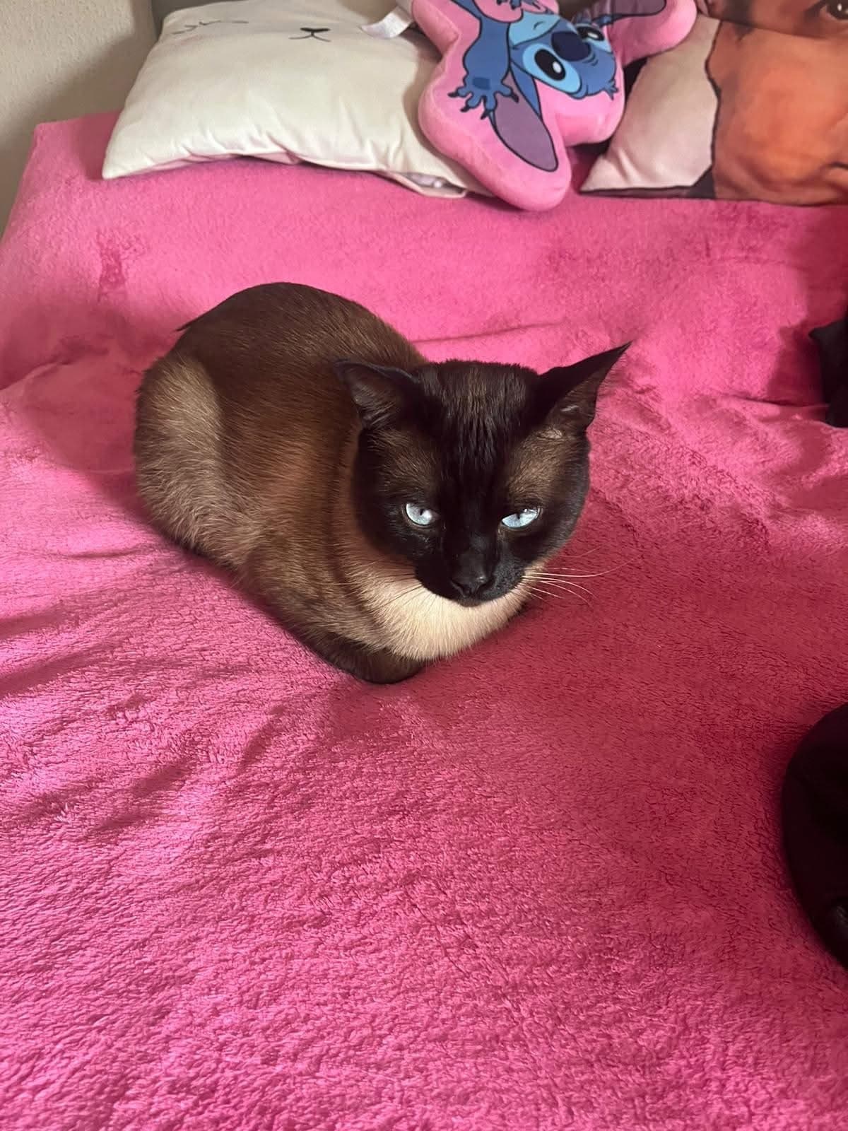 Copito necesita una segunda oportunidad urgente 🚨🤍