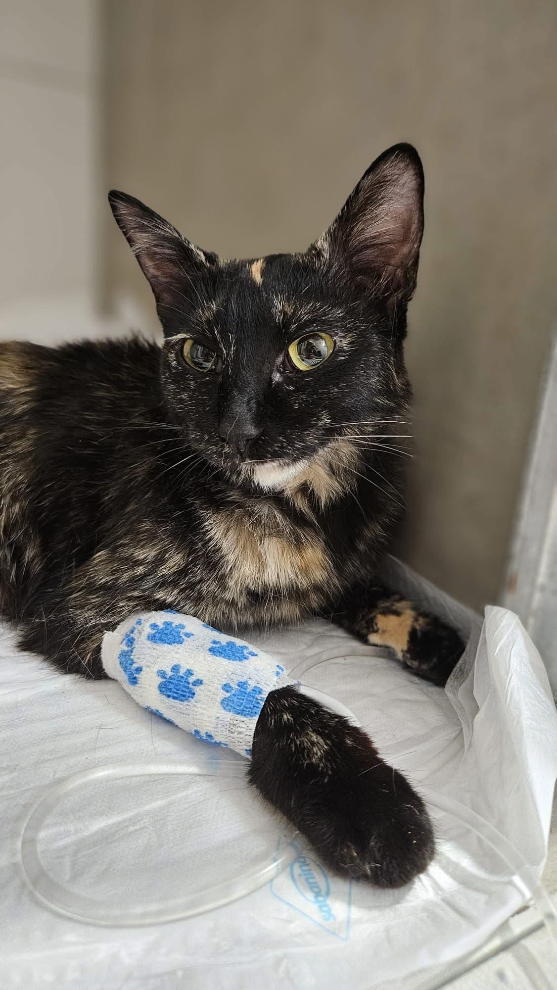 Dubai y sus seis bebés nos han dado un gran susto ❤️🐱