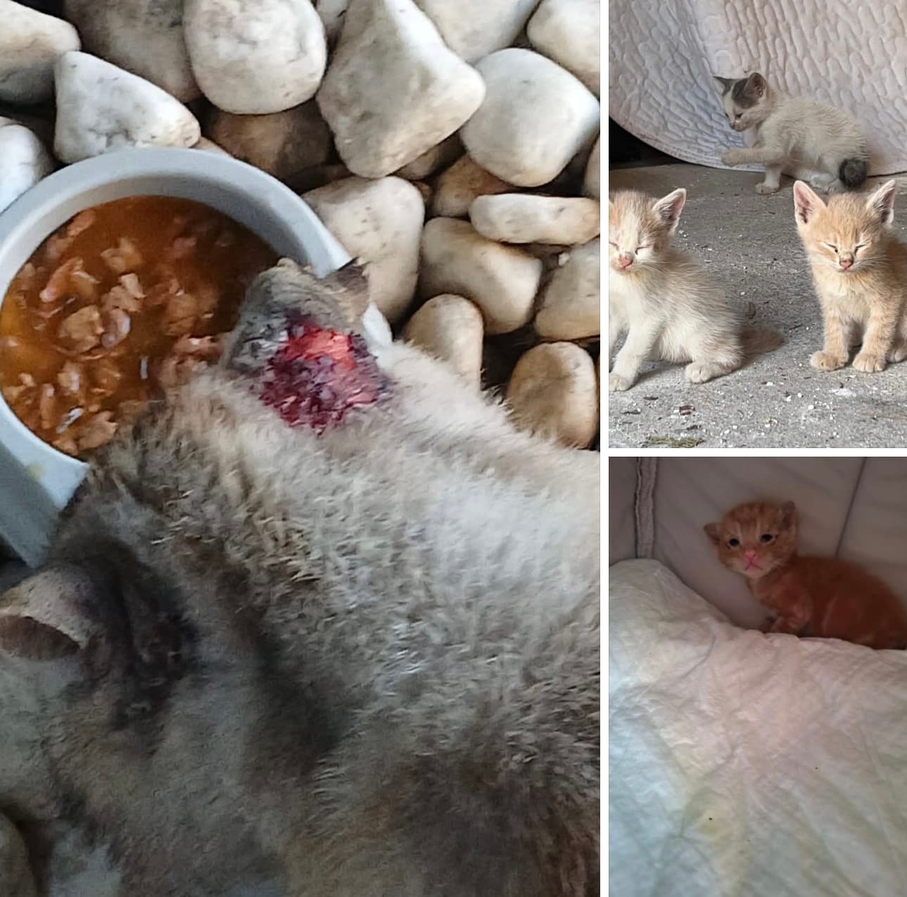 Fără adăposturi, nu există salvări 💔🐱