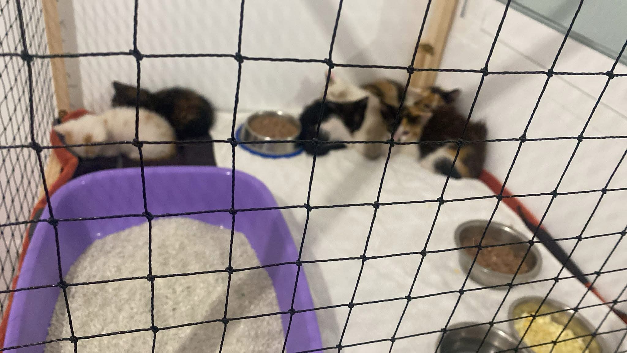 Esta noche están a salvo, pero mañana no sabemos 💔🐱🐱