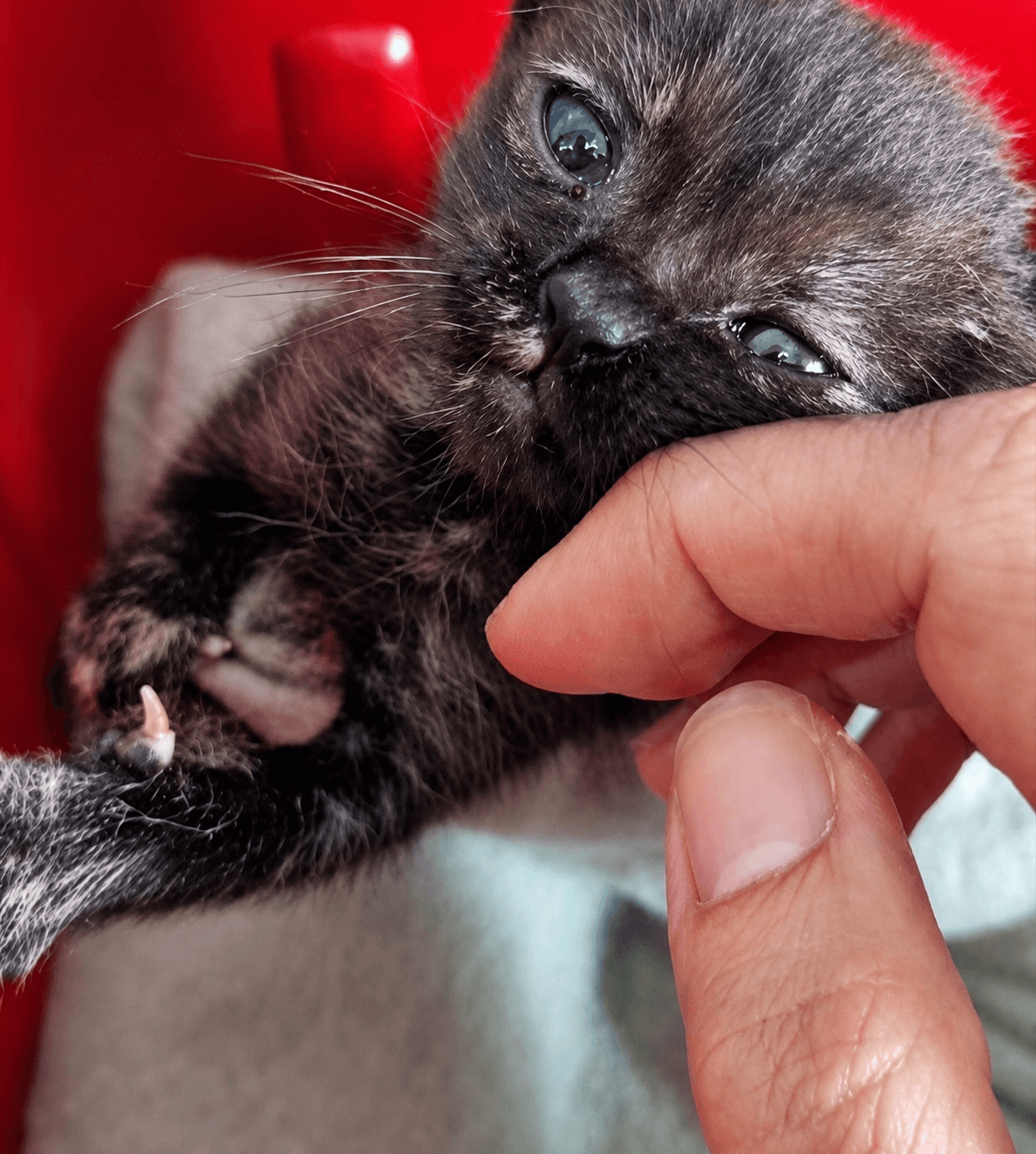 Pentru totdeauna în inimile noastre, Chai 💔🐱