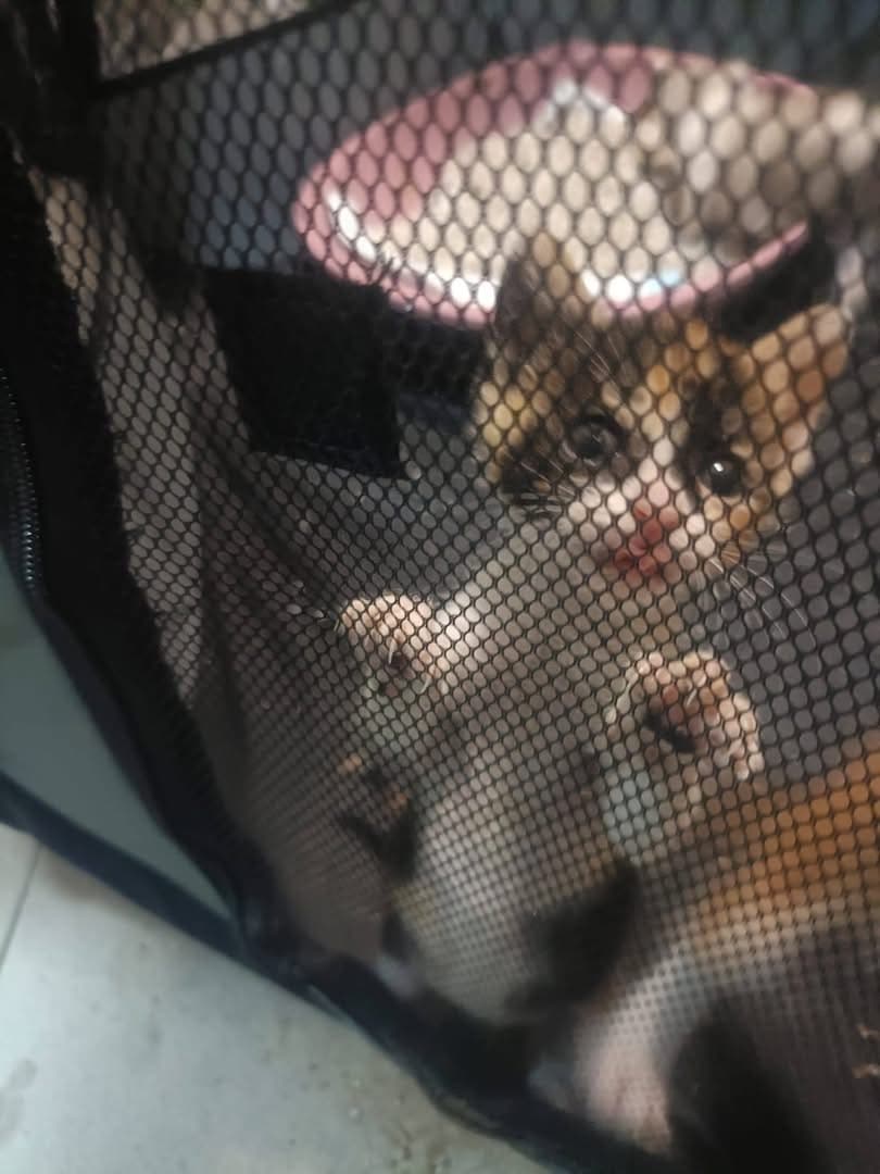 Micuții războinici din Alfaz continuă să lupte 💕🐱