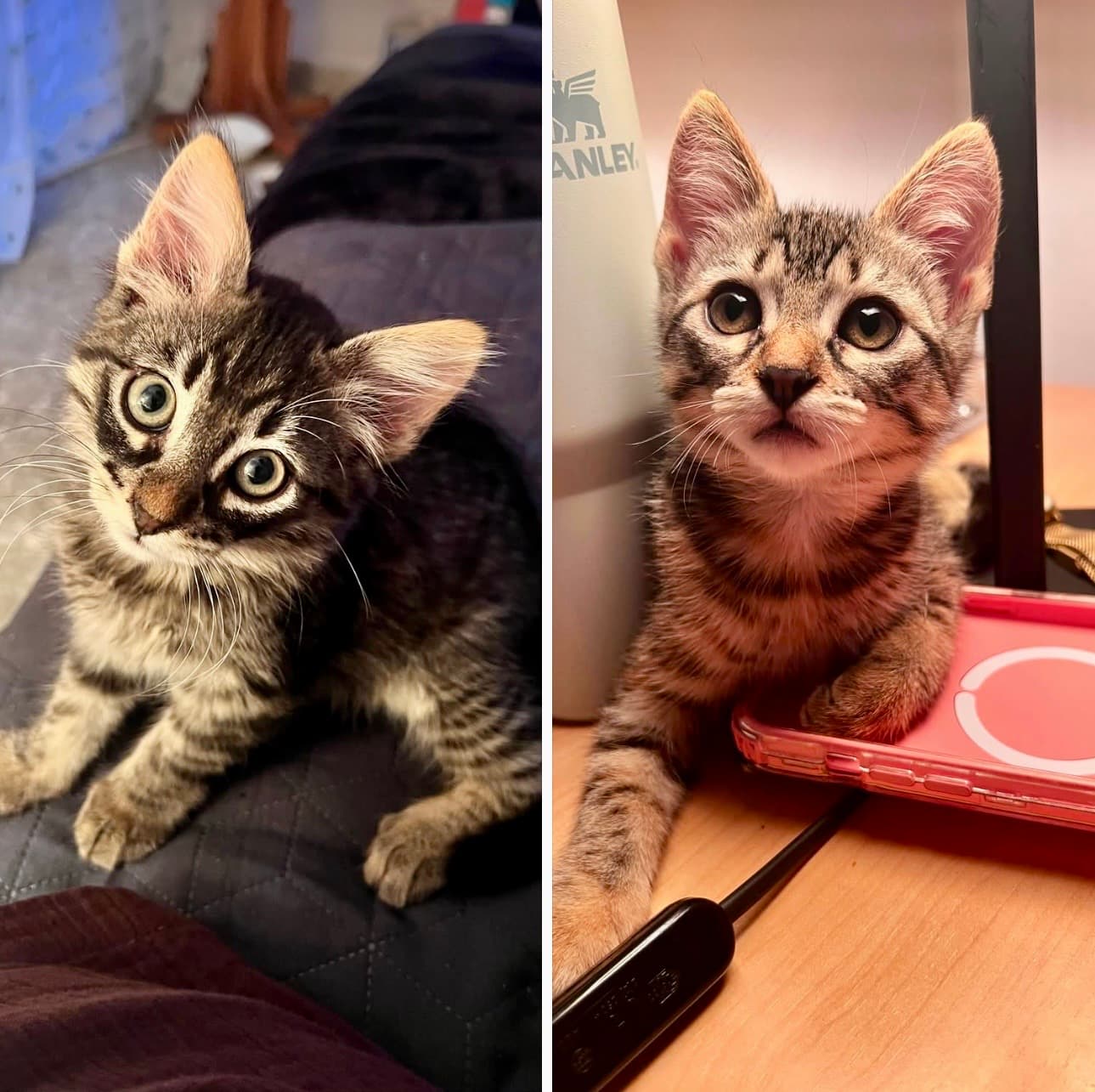 Două surori, o singură casă pentru totdeauna ❤️🐱🐱