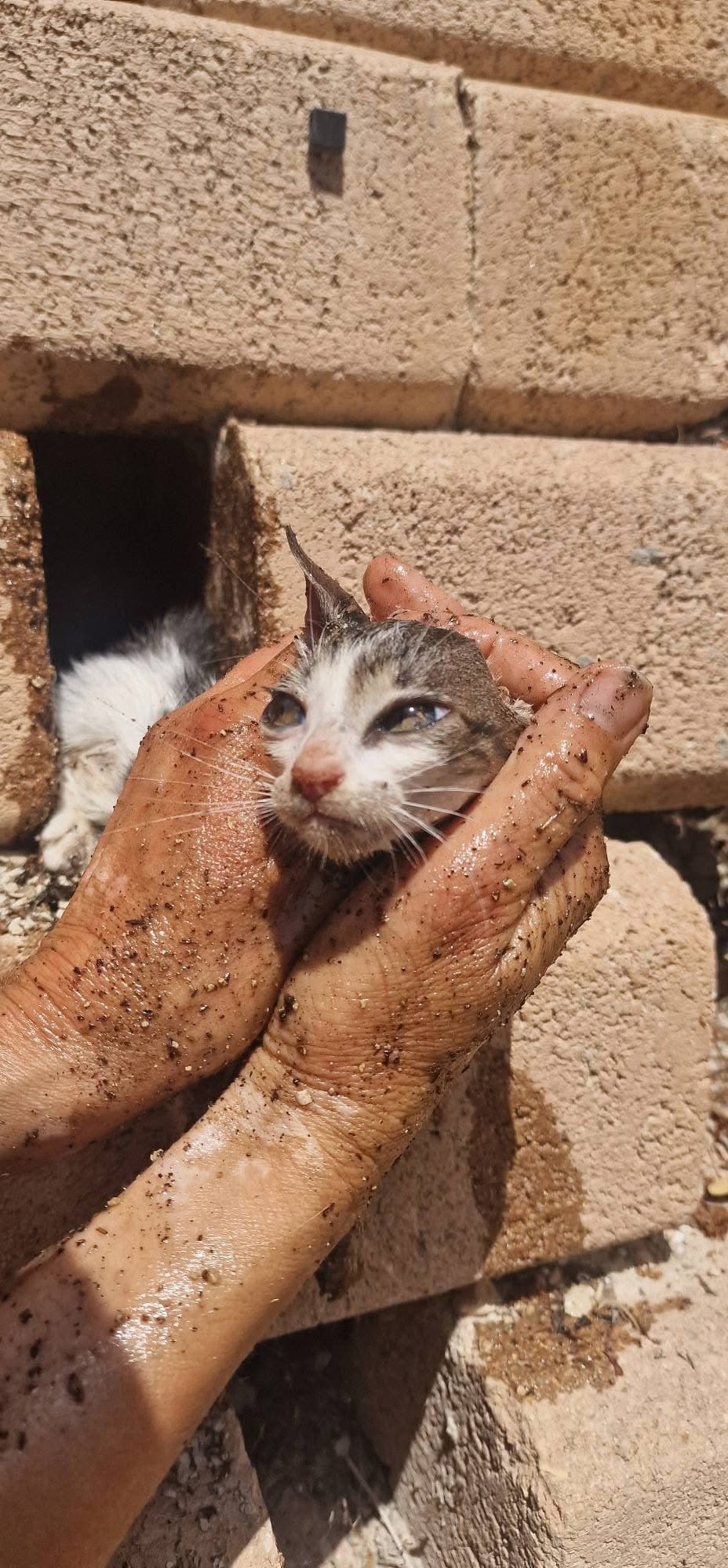 Oli: pisoiul pe care uleiul de floarea-soarelui l-a ajutat să fie salvat 🥹🐱❤️